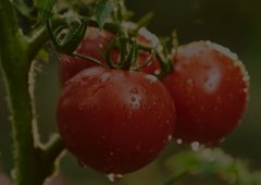 Ресторан «Вкусно — и точка», Киров,  Октябрьский проспект,  147а