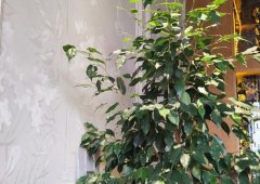 Кафе «Хинкали Lab», Екатеринбург,  улица Малышева,  44