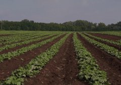 Ресторан «Вкусно — и точка», Киров,  Октябрьский проспект,  147а